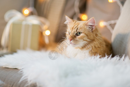 宠物,诞节红色塔比猫沙发上与礼物家里冬天沙发上的红色塔比猫,家里诞礼物背景图片