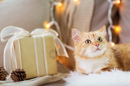 宠物,诞节红色塔比猫沙发上与礼物家里冬天沙发上的红色塔比猫,家里诞礼物背景图片