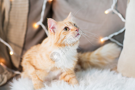 宠物,诞节潮湿的红色塔比猫沙发与羊皮家里冬天沙发上的红塔比猫,家里羊皮背景图片
