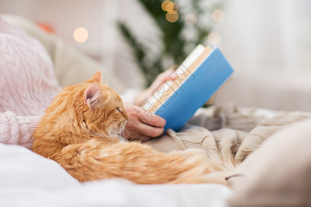 宠物,湿气人的红色塔比猫女主家里床上看书红猫女主家看书图片