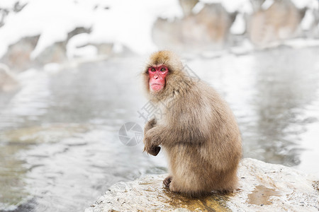 自然野生动物日本猕猴雪猴图片