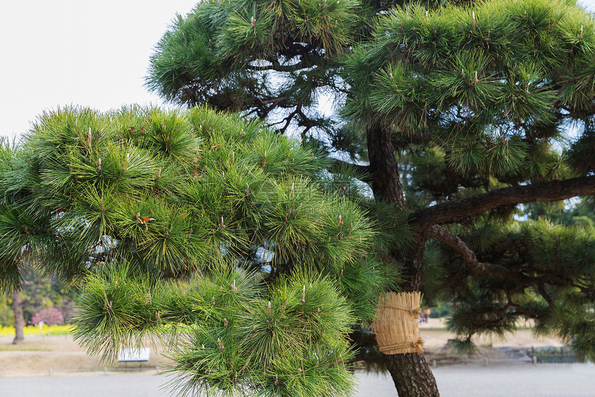 自然植物日本东京Hamarikyu花园公共公园的松树东京Hamarikyu花园公园的松树图片