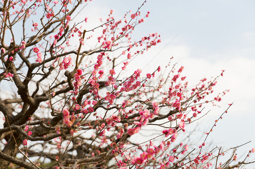 自然,植物学,园艺植物美丽的樱花树开花美丽的樱花树开花图片