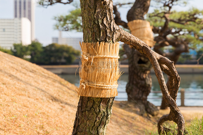 自然植物松树树干日本东京的哈马里库花园公共公园靠近哈马里库花园公园的松树图片