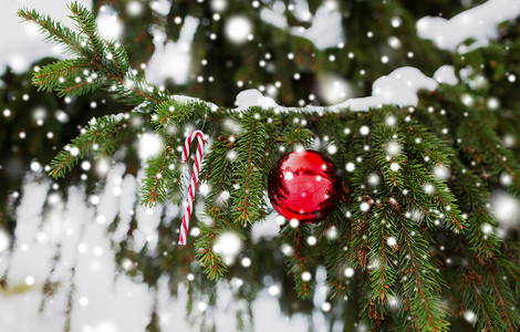 寒假装饰糖果甘蔗诞球杉木树枝上覆盖着雪杉树枝上的糖果拐杖诞球背景图片