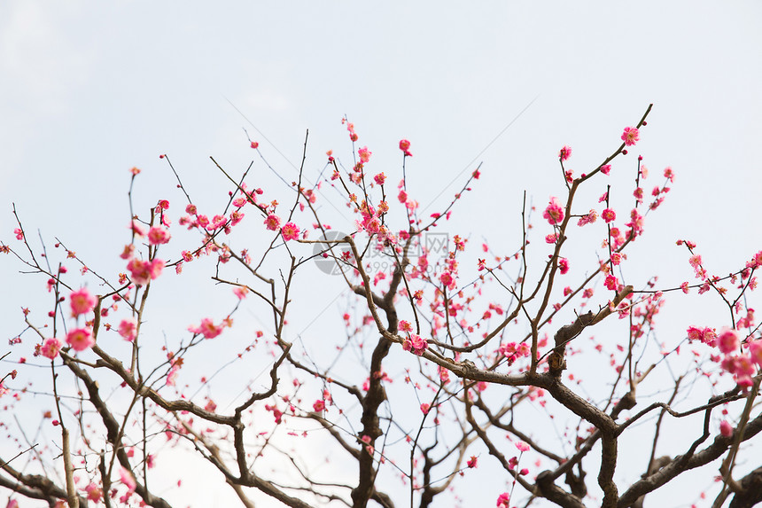 自然,植物学,园艺植物美丽的樱花树开花美丽的樱花树开花图片
