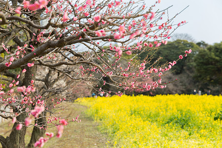 自然,植物学,园艺植物美丽盛开的樱花树公园公园美丽盛开的樱花树图片