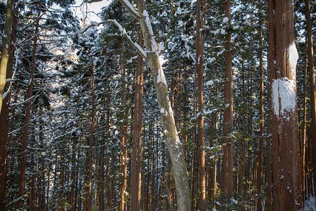 自然景观野生动物日本冬季森林日本的冬季森林图片