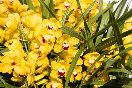 园艺,植物学,纹理植物美丽的黄色兰花花美丽的黄色兰花背景图片