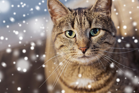 宠物,冬天家畜的塔比猫雪上的肖像冬天白雪皑皑的塔比猫的肖像图片