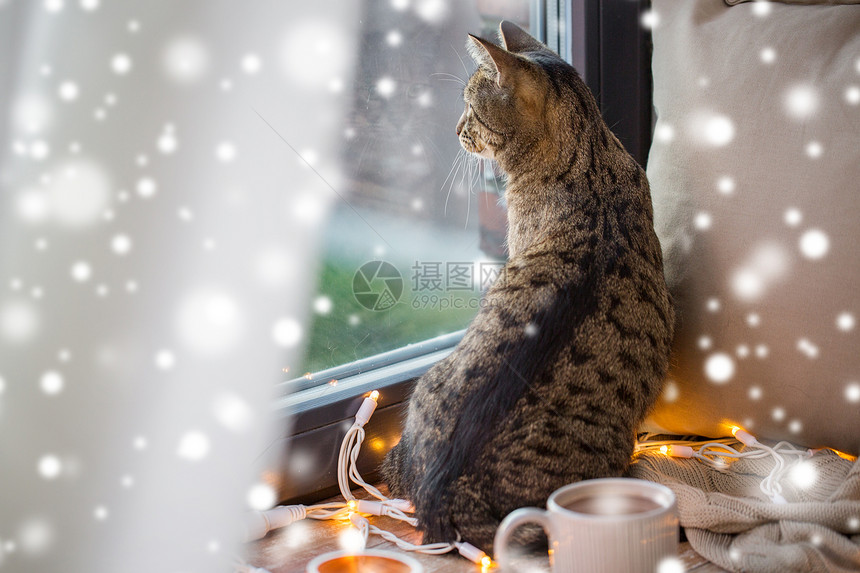 宠物,诞节潮湿的塔比猫窗户看家里冬天的雪塔比猫透过窗户看着家里的雪图片