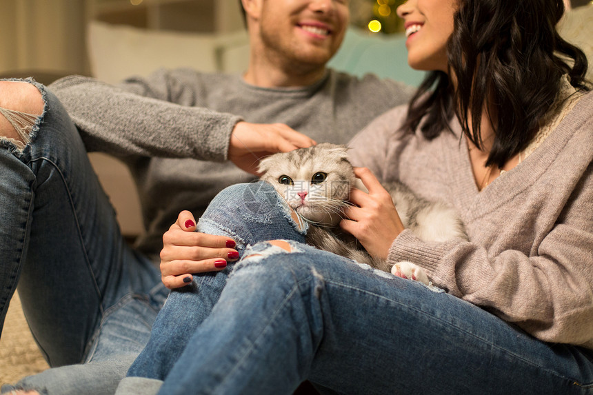 宠物人的亲密的夫妇与苏格兰折叠猫苏格兰折叠猫亲密接触图片