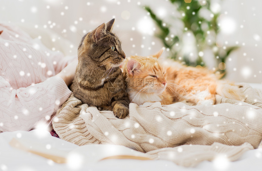宠物,潮湿冬天的女主与红色塔比猫床上的雪把主人猫关雪上的床上图片