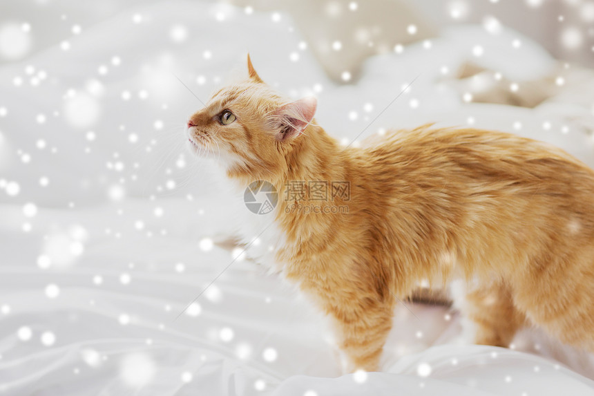 宠物,冬天潮湿的红色塔比猫家里的床上下雪红塔比猫家里的床上下雪图片