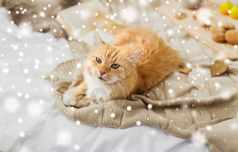 雪的毯子宠物,潮湿冬天的红色塔比猫躺家里的毯子上雪红塔比猫躺家里的毯子上下雪背景