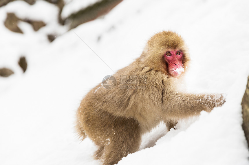 动物,自然野生动物的日本猕猴雪中寻找吃食物吉高丹猴子公园日本猕猴猴子雪中寻找食物图片