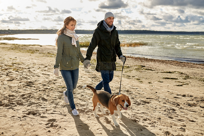 宠物,家畜人的快乐的夫妇散步与比格犬皮带上沿着秋天的海滩秋天的海滩上比快乐的图片