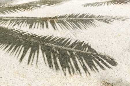 暑假假期热带海滩沙滩上的棕榈树影热带海滩沙滩上的棕榈树影背景图片