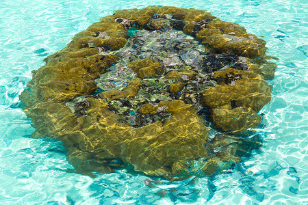 法属波利尼西亚海水中的海豹自然海绵法属波利尼西亚海水中的海绵图片
