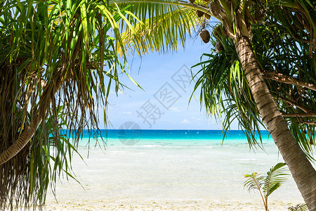 旅行,海景自然热带海滩与椰子树法属波利尼西亚法属波利尼西亚带球的热带海滩背景图片