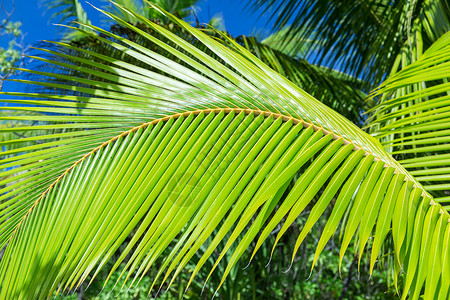夏天异国情调的自然绿色棕榈树枝绿色棕榈树枝图片