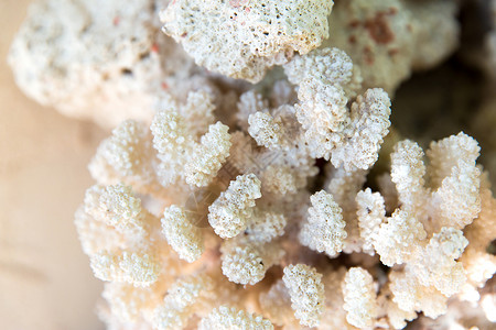 无脊椎动物,野生动物自然靠近坚硬的石珊瑚坚硬的石珊瑚图片