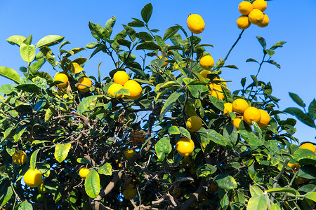 园艺,自然花卉柠檬树蓝天蓝天上的柠檬树背景图片