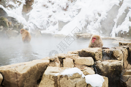 生态温泉动物自然野生动物日本猕猴雪猴吉戈库达尼公园的温泉温泉中的日本猕猴雪猴背景
