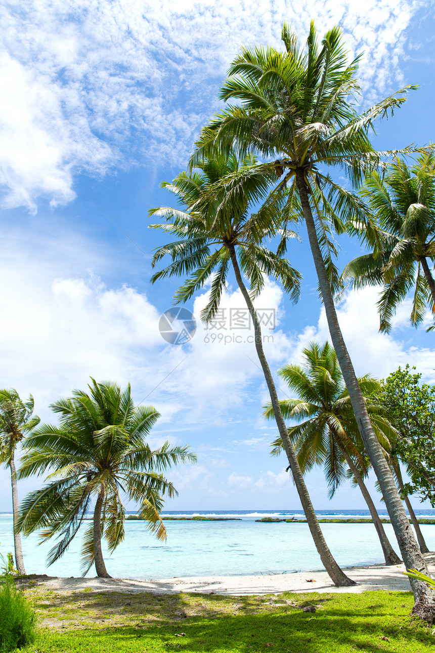 旅行,海景自然热带海滩与棕榈树法属波利尼西亚法属波利尼西亚热带海滩,棕榈树图片
