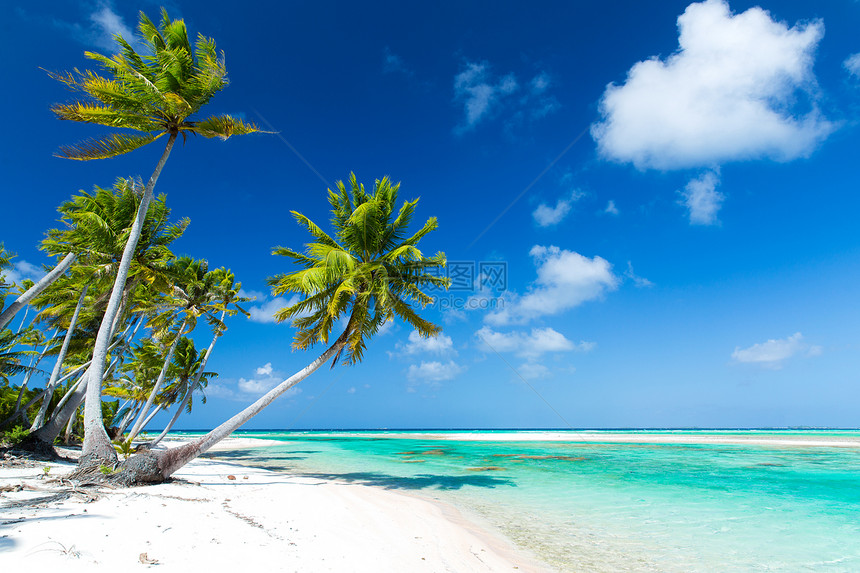 旅行,海景自然热带海滩与棕榈树法属波利尼西亚法属波利尼西亚热带海滩,棕榈树图片