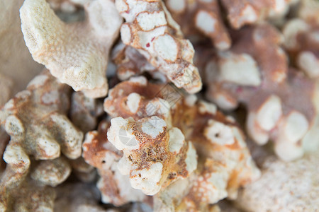 无脊椎动物,野生动物自然靠近坚硬的石珊瑚坚硬的石珊瑚图片