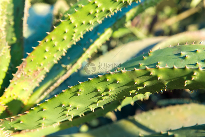 自然,植物学花卉接近芦荟植物生长户外芦荟植物生长户外图片