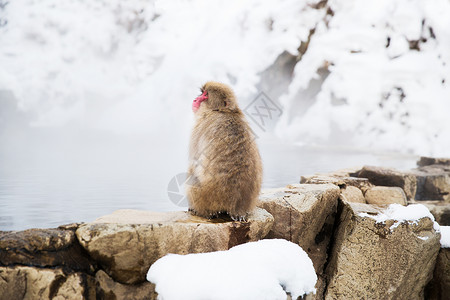 重庆北温泉动物自然野生动物日本猕猴雪猴吉戈库达尼公园温泉日本猕猴雪猴温泉背景