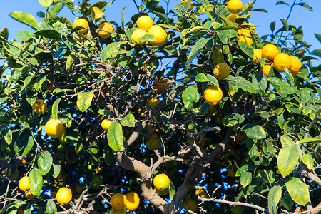 园艺,自然花卉柠檬树蓝天蓝天上的柠檬树背景图片