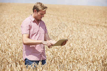 农民用数字平板电脑检查田间小麦作物图片