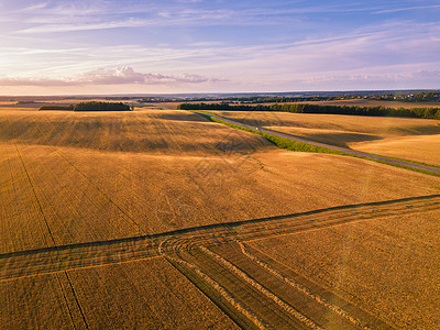 夏季八月的田野日落的阳光下收割白俄罗斯明斯克附近的黑麦田图片