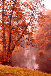 秋天迷蒙的早晨秋天的黎明场景雾蒙蒙的河岸上的阿尔登树朦胧的秋溪图片