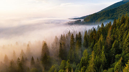 山丽的雾状日出山顶后的雾海雾云中的冷杉森林喀尔巴阡山脉,乌克兰图片