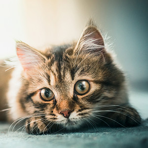 可爱的小猫口吻西伯利亚猫漂亮的眼睛图片