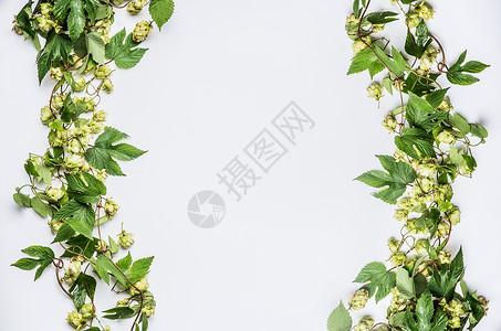 植物花藤花环缠绕啤酒花藤框架与锥白色背景,顶部视图背景