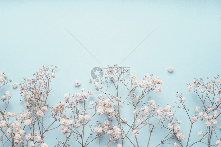 浅蓝色花背景边界与白色果蝇花婴儿呼吸花帕塞尔蓝色桌平坦的春天夏天图片