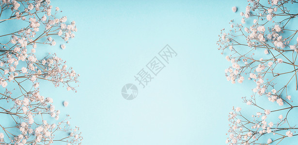 浅蓝色花背景框架与白色果蝇花婴儿呼吸花粉彩蓝色布局,横幅图片