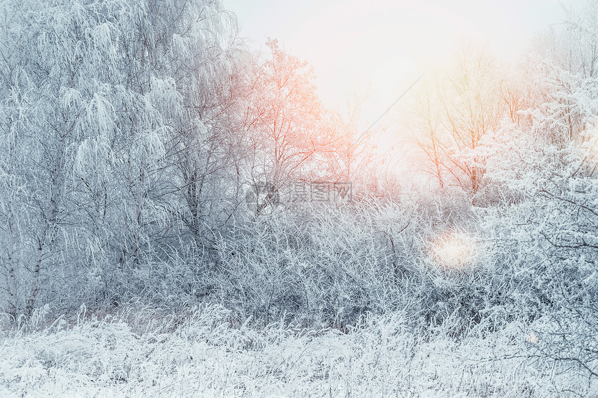 清晨的阳光下,雪覆盖着树木灌木丛草地冬季景观,室外图片