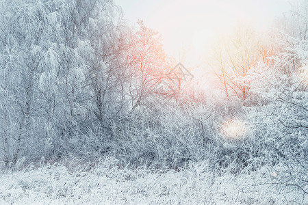 清晨的阳光下,雪覆盖着树木灌木丛草地冬季景观,室外图片
