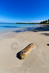 棵树被冲太平洋岛屿海滩上图片