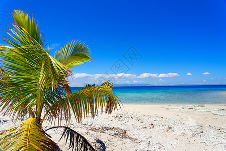 斐济白色沙滩上的棕榈树图片