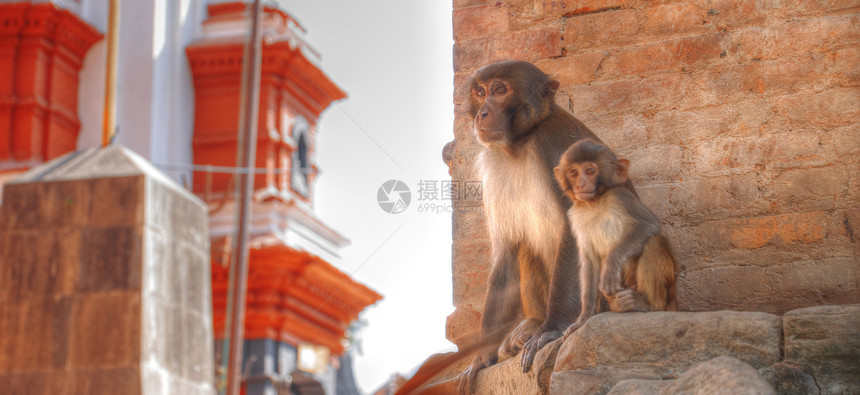 尼泊尔加德满都帕舒帕丁寺的猴子图片