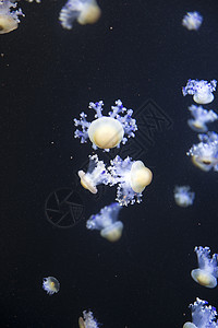 明亮的水母漂浮黑暗的海水中图片