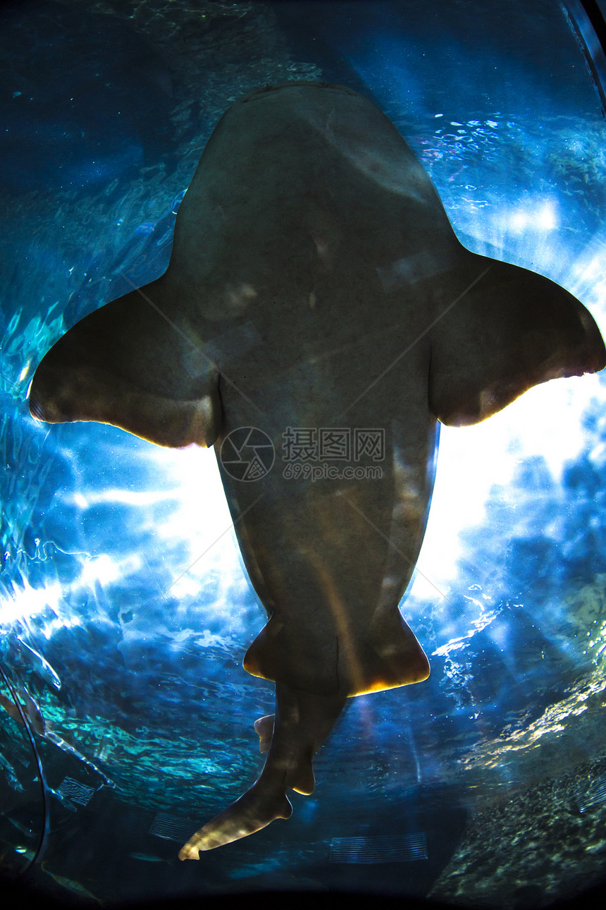 鲨鱼漂浮洛罗公园的水族馆里图片
