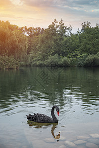 只黑天鹅池塘里游泳中国图片